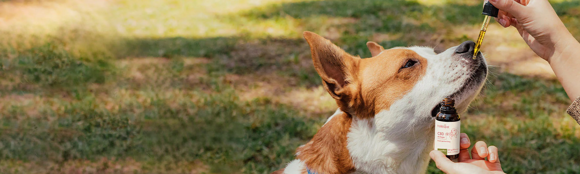 Elevate Your Pet's Daily Wellness