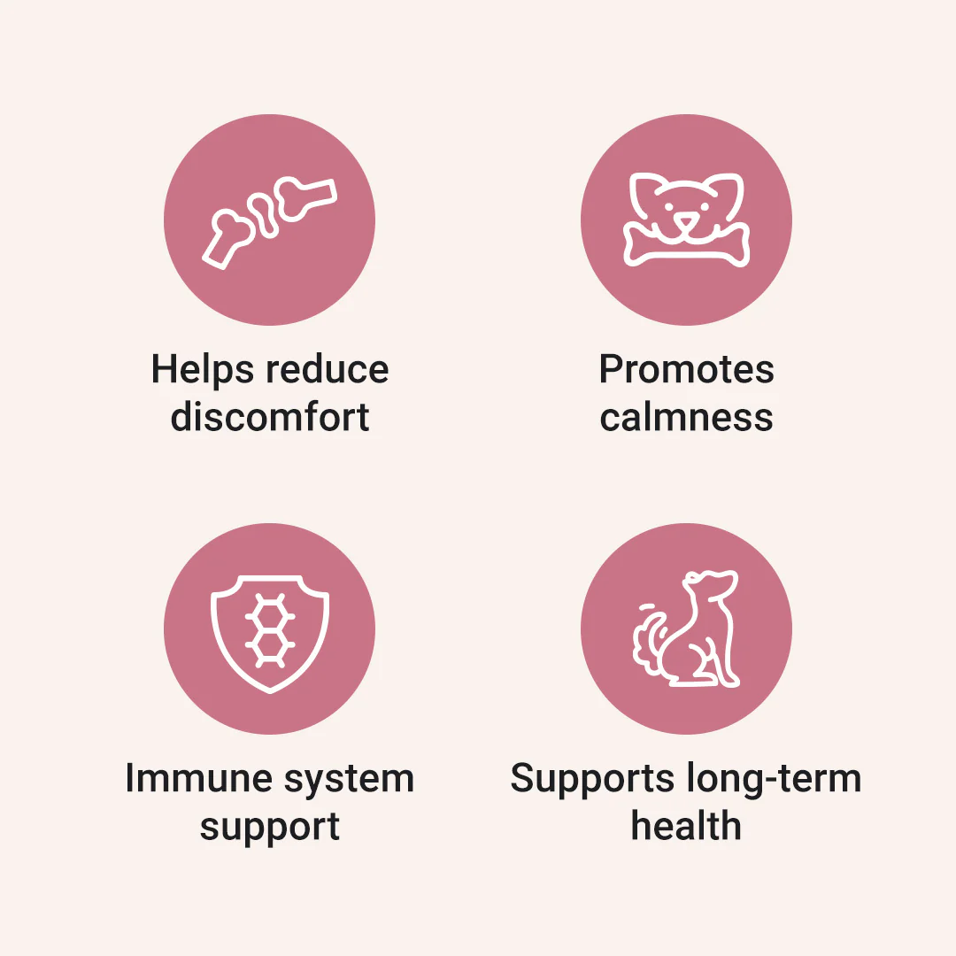 CBD Oil for Dogs - Image 3