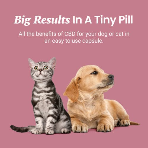 CBD Capsules for Dogs and Cats - Image 6