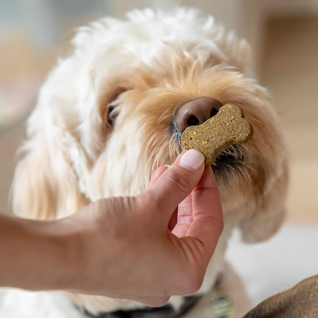 CBD Dog Treats for Anxiety - Image 4