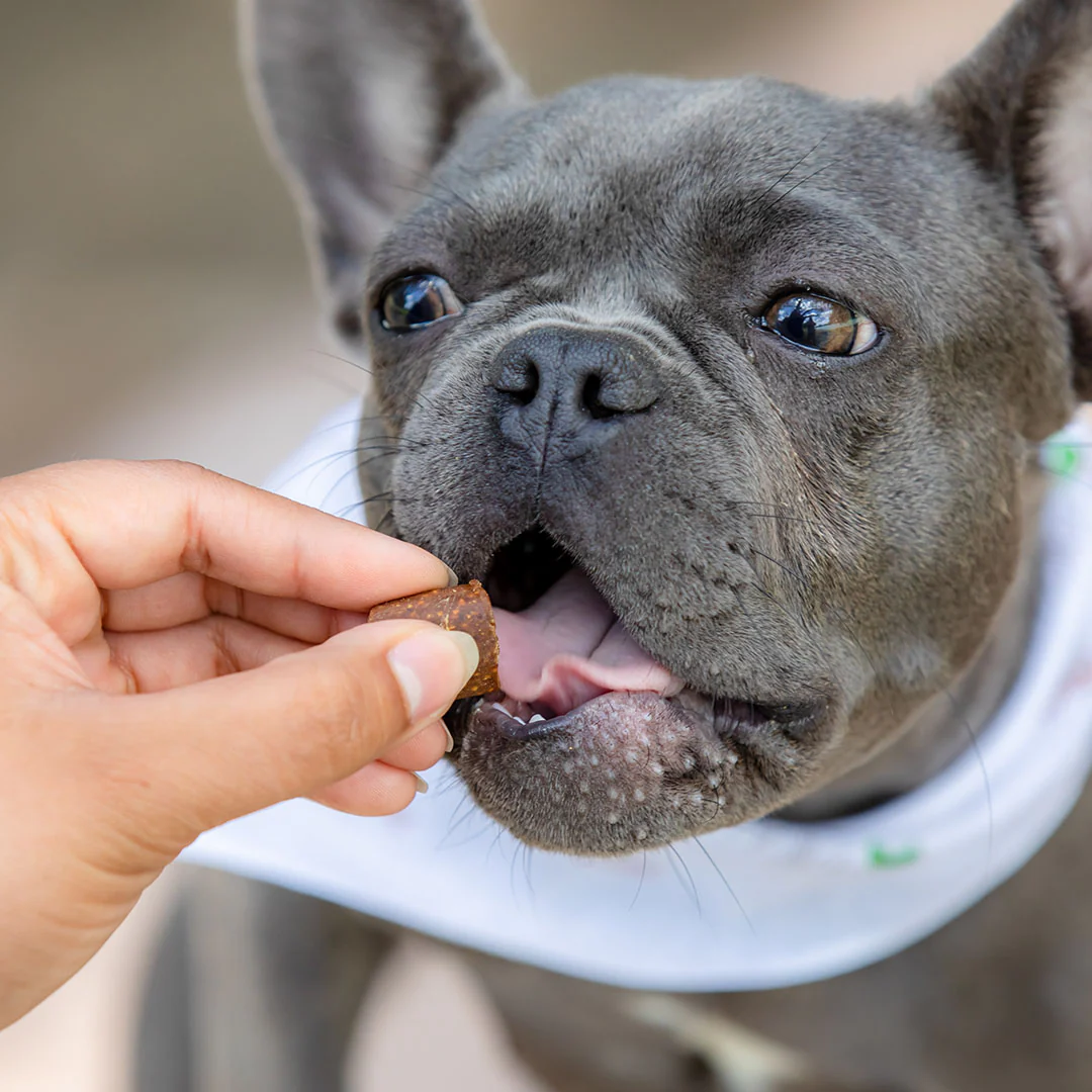 CBD Mobility Chews for Dogs - Image 5