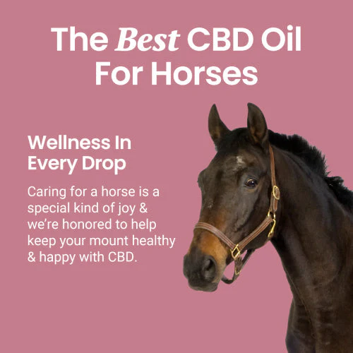 CBD Oil for Horses - Image 6
