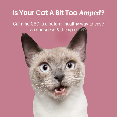 Chicken Flavored CBD Oil for Cats - Image 7