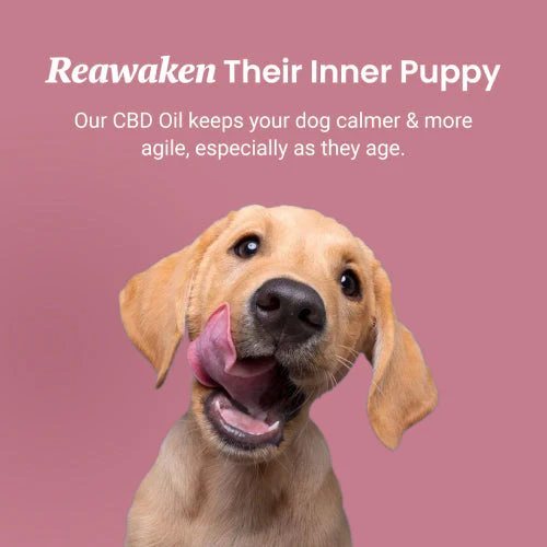 Chicken Flavored CBD Oil For Dogs - Image 7