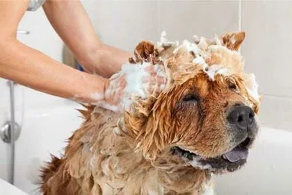 CBD Shampoo for Dogs - Image 2