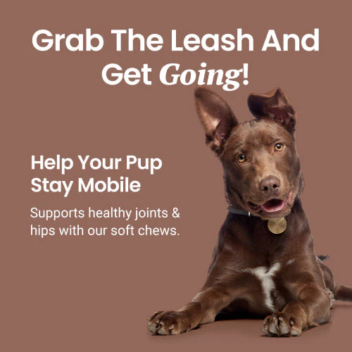 Joint Support Soft Chews for Dogs - Image 5