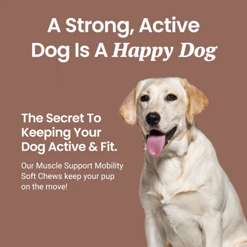 Muscle Support Soft Chews for Dogs - Image 6
