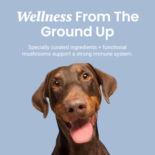 Immune Support + Functional Mushroom Soft Chews for Dogs - Image 6